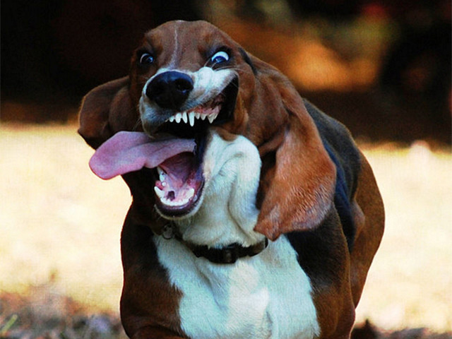 basset_hound_running_0078thumb-241719_640x480.jpg