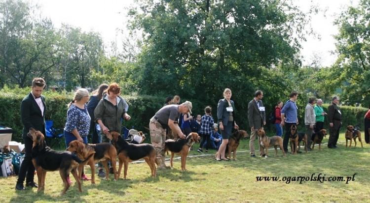 Konkurencje hodowlane.