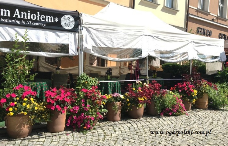 Ukwiecony Rynek w Bolesławcu.