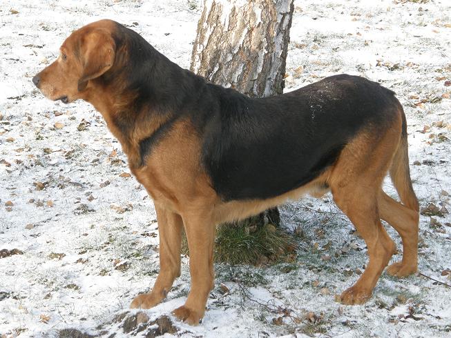 ARGO 03.0,.2010.m.JPG