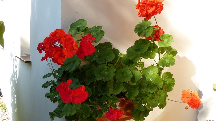 pelargonie jeszcze się nie poddają