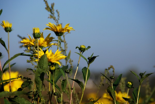 DSC_1555.JPG