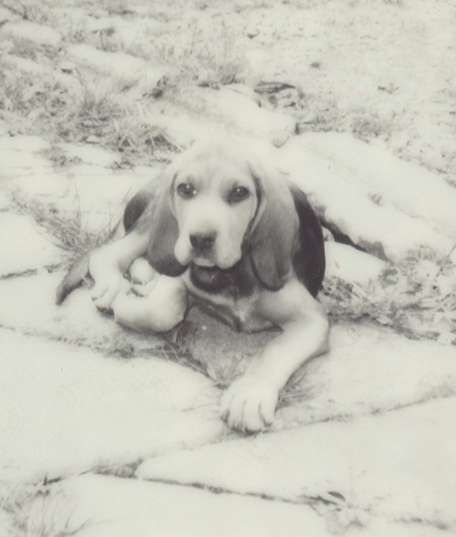 Ruta polaroid