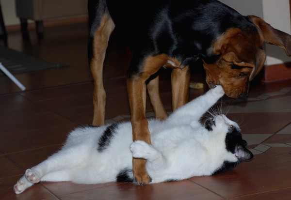 Sparing z małą Łozą.