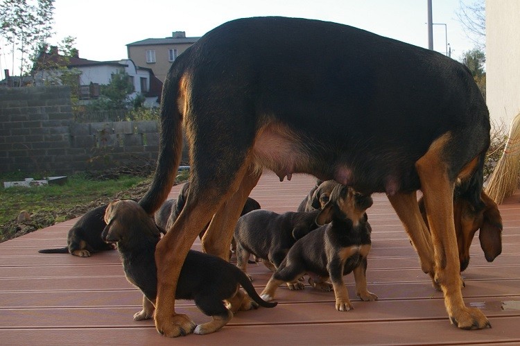 poziomka z dzećmi.jpg