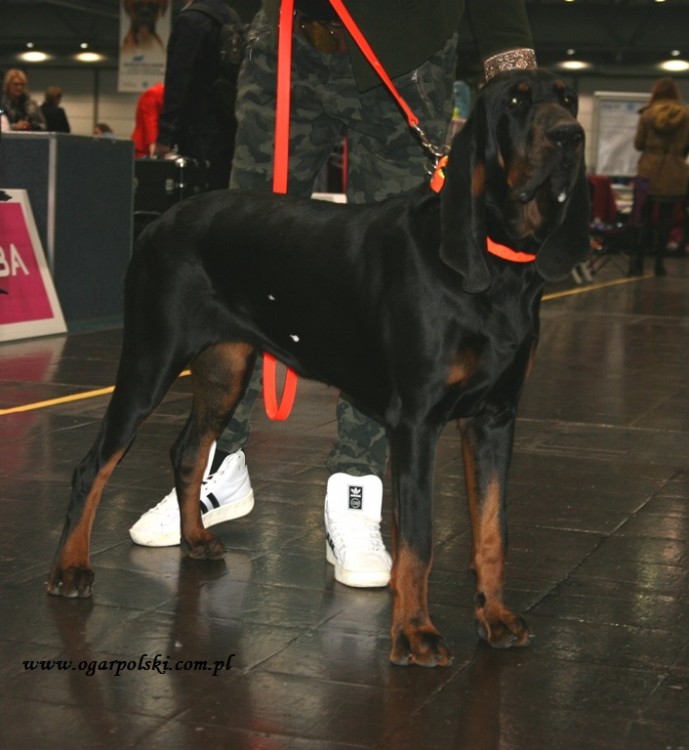 Black and tan coonhound