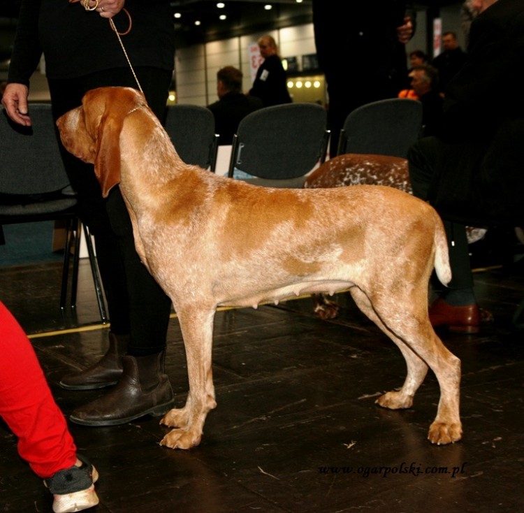 Bracco italiano - Wyżeł włoski krótkowłosy.