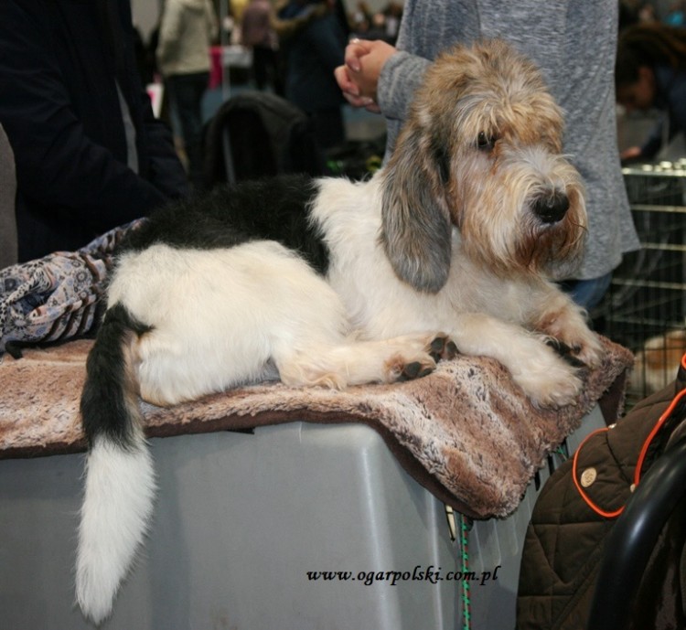 Petit basset griffon vendeen