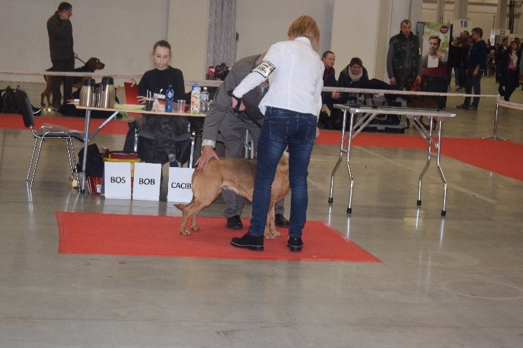 13_NA RINGU_RONJA Gra z Wiatrem .jpg