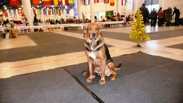 Elegant Wilno grudzień 2009.JPG