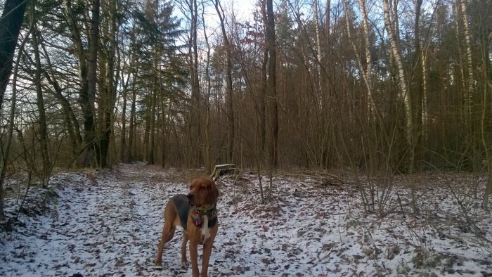 WP_20171210_15_02_25_Pro.jpg