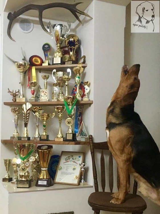 A tu nasze własnej roboty półki :) od ścięcia dębu, przez wycięcie dech, docięcie kształtu, wyszlifowanie, pokrycie bejcą i zainstalowanie! Super uczucie, tym bardziej, że efekt jest fajny!
