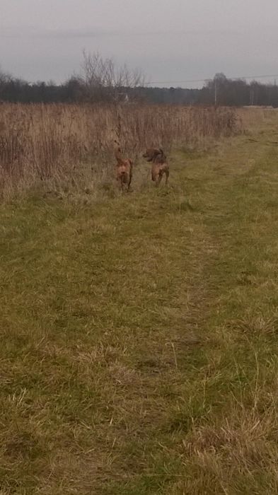 Ronja i Dunia