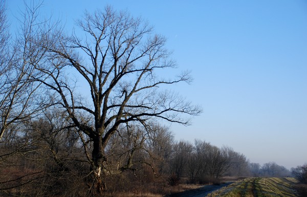 Piękne drzewo!