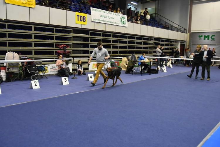 Panicz Otello z Poniatowskiego Dworku