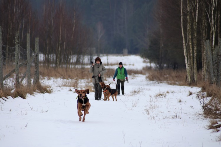 Spacery na polanach w Masiewie.