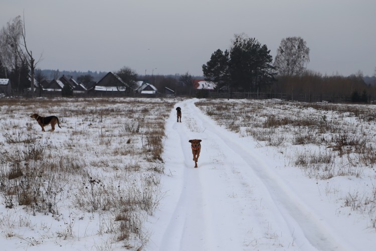 Brakuje czwartego ogara, aby każdy poszedł w swoją stronę.