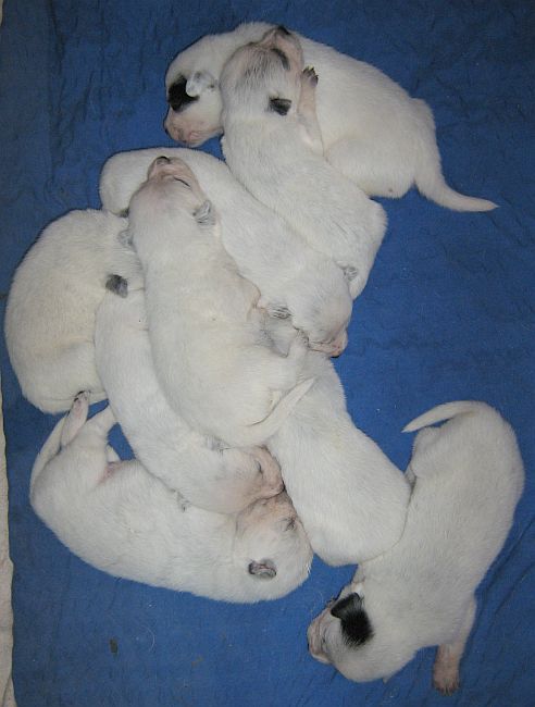 pups15d.jpg