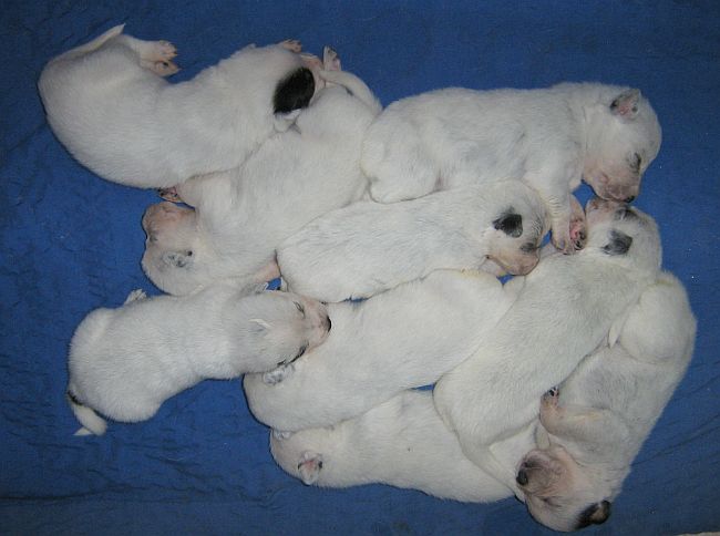pups15d1.jpg