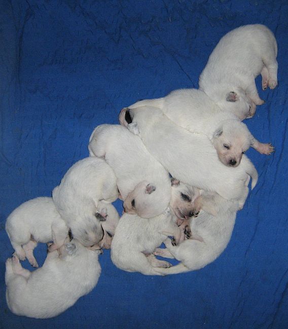 pups15d2.jpg