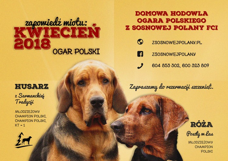 Klara_Husi_zapowiedz.jpg