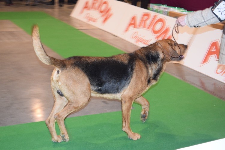 4_PUSZKAR NA RINGU.jpg