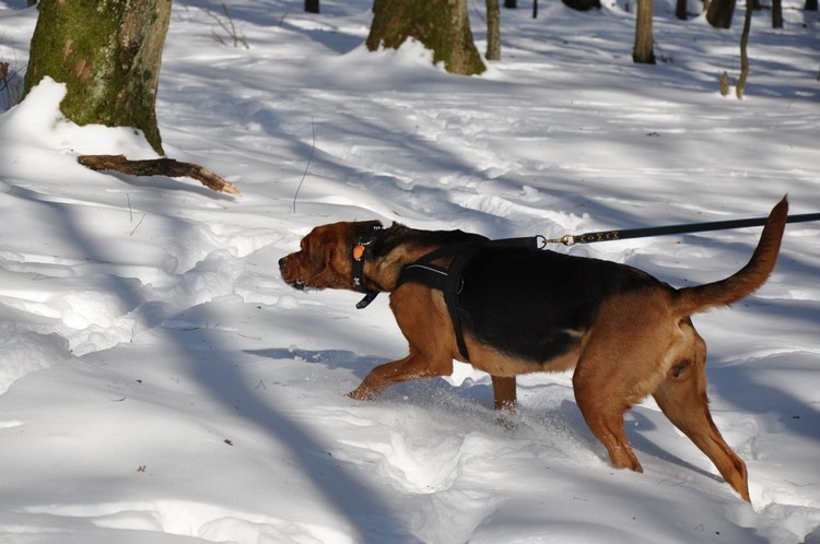 DSC_1954.JPG b.jpg
