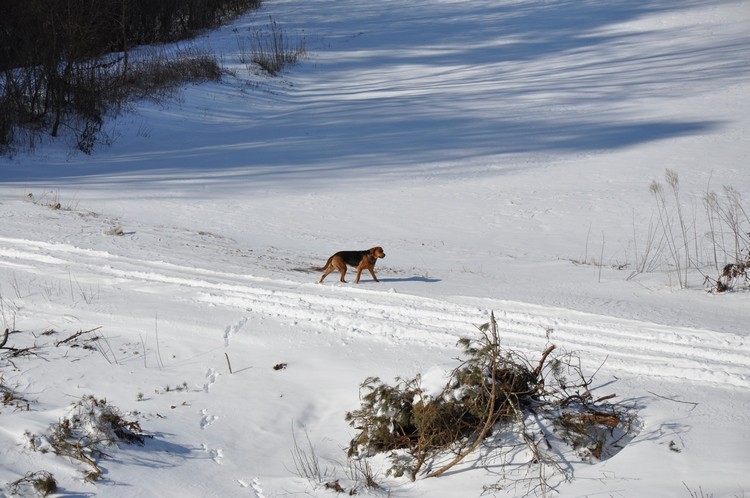 DSC_1964.JPG b.jpg