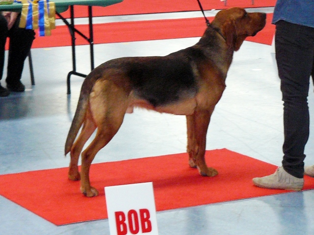 bob.jpg