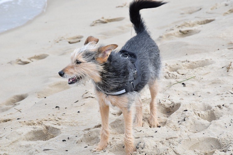 Nasz świąteczny gość terrier nadwiślański warszawski