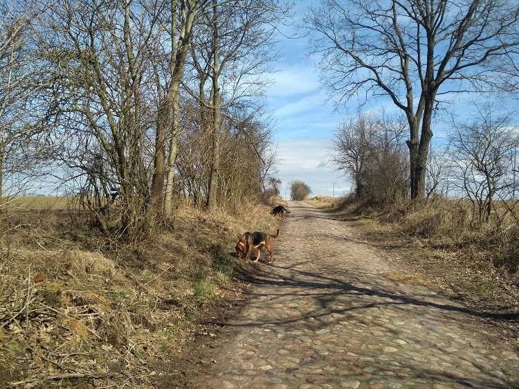 Zawęszenie.