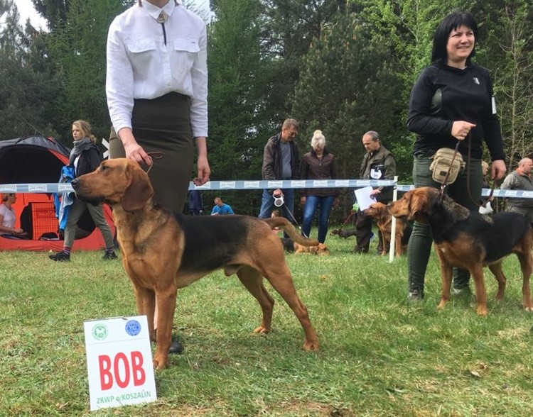 CZOK I FERI BOB I BOS.jpg