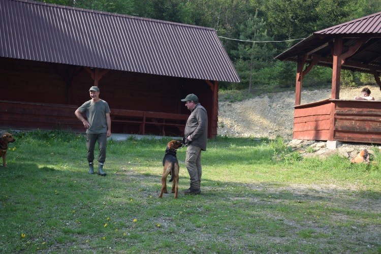 Rozmaryn _ ostatrnie wskazówki .jpg