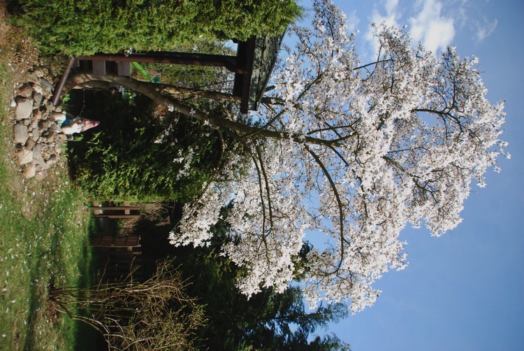 Magnolia zakwitła rekordowo