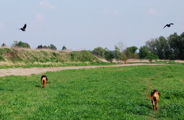 Spacer w asyście.