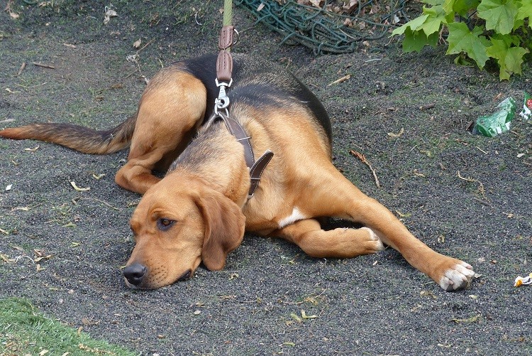 Czujna