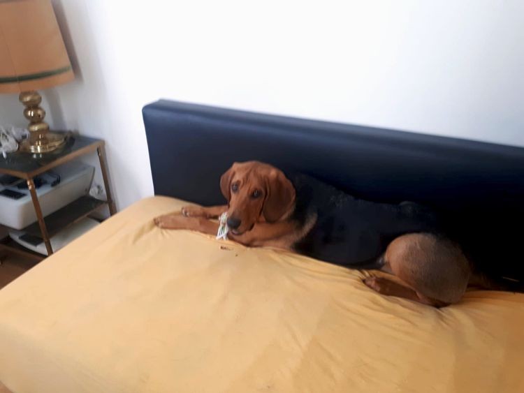 IMG-20180526-WA0013.jpg
