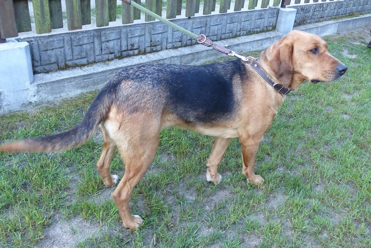 Czujna