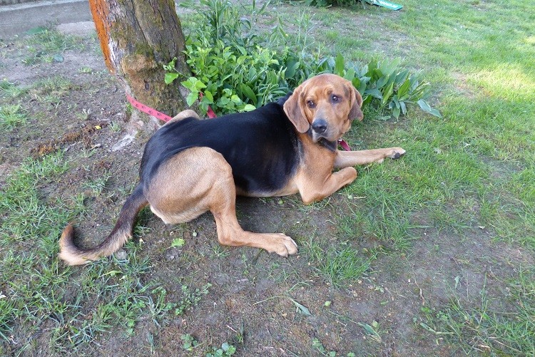 Bajer