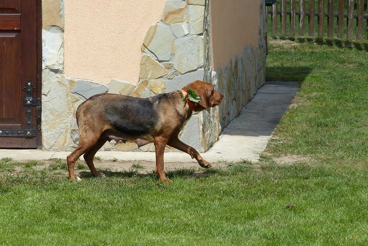 Łyska