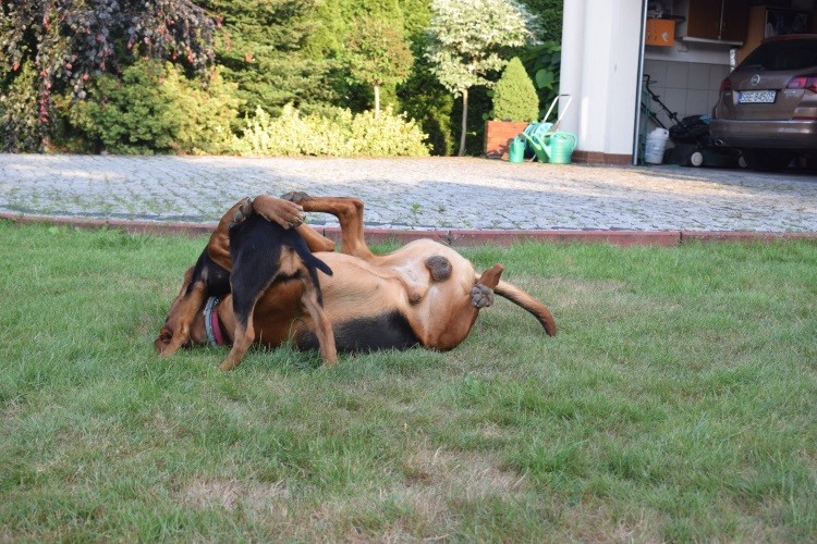 zapasy w stylu dowolnym .jpg