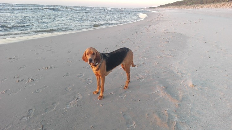 wieczorny spacer to na plaży.jpg