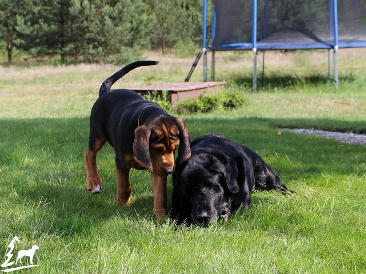 Sosnowa Polana_06.jpg