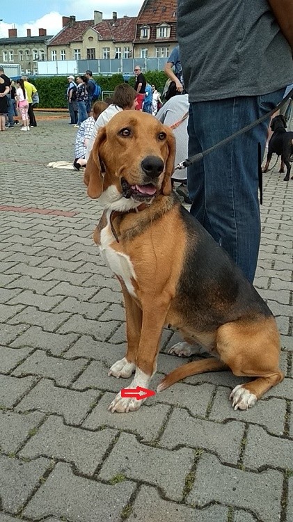 Qzia, czyż to aby nie Twój cel hodowlany?
