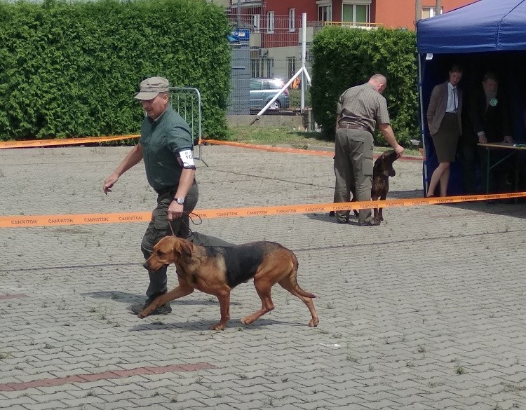 Tajemnicza dama :) Cedra/Brawura