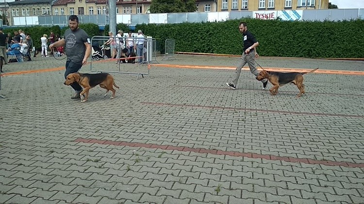 Porównanie. Walkiria się nie załapała na to zdjęcie.