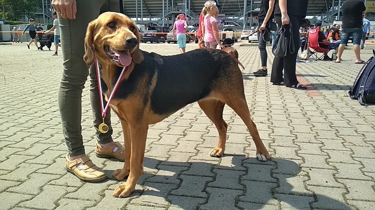 Więc Walkirię wstawiam osobno :)