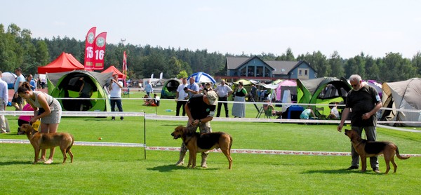 Porównania