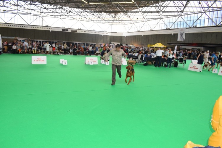 ROZMARYN PwL _wystawa BENELUX WINNER .jpg