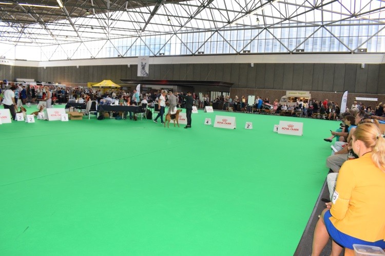ARONIA PC Ogarowe Granie na BENELUX WINNER.jpg